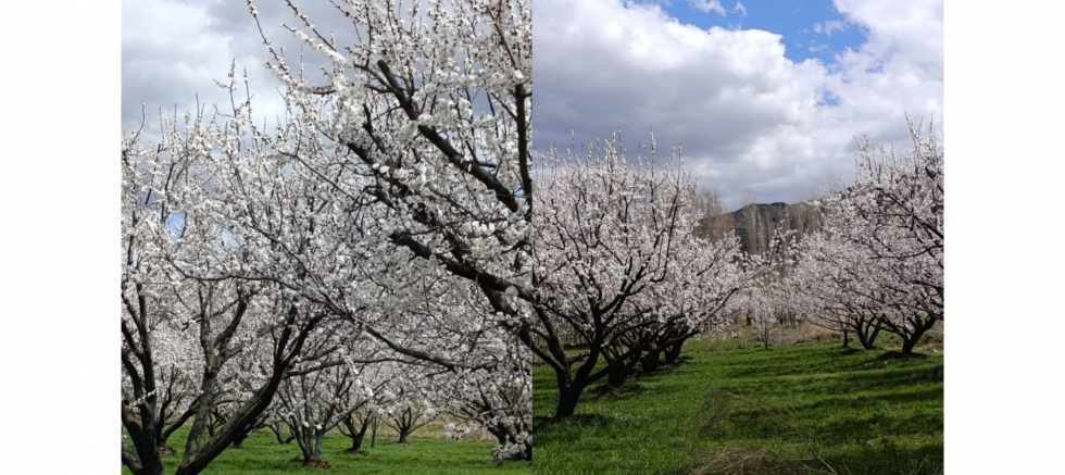 CHP Tuzluca İlçe Başkanı Temel Sardoğan: “Japonya’ya Değil, Tuzluca’ya Gelin!” - GÜNDEM - İnternetin Ajansı