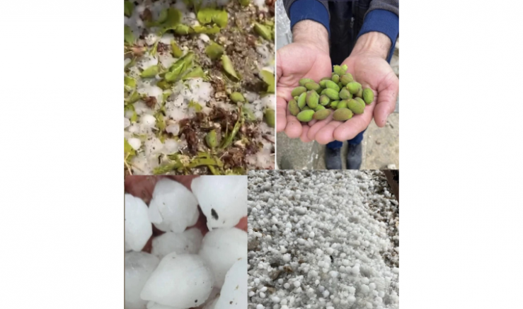 Malatya’da Dolu Felaketi: Kayısı Üreticisi Zor Günler Geçiriyor - GÜNDEM - İnternetin Ajansı